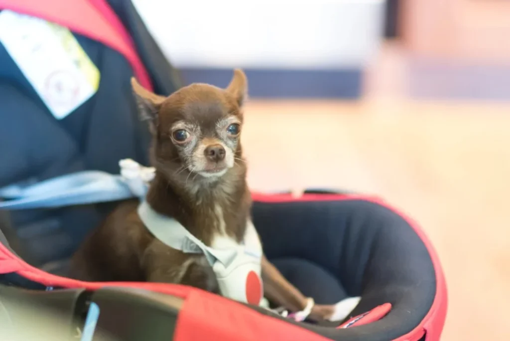 dog car seat and travel carrier