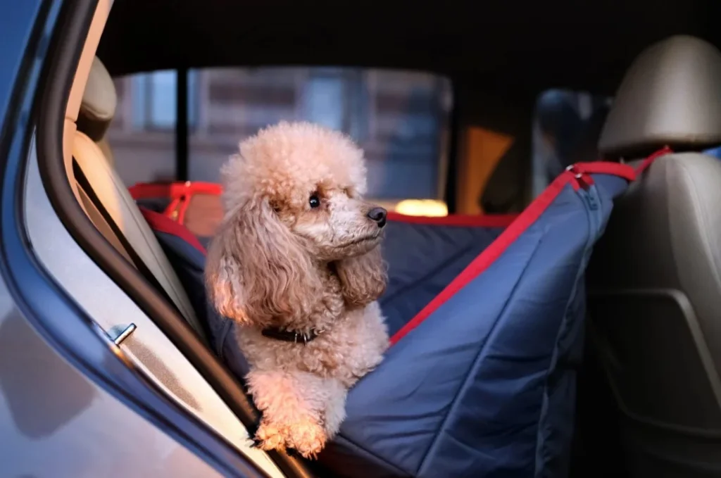 dog car seat for convertible
