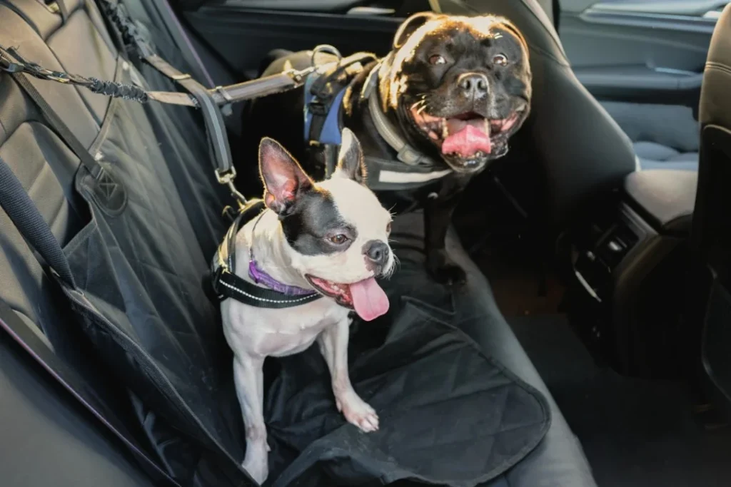 ford dog harness