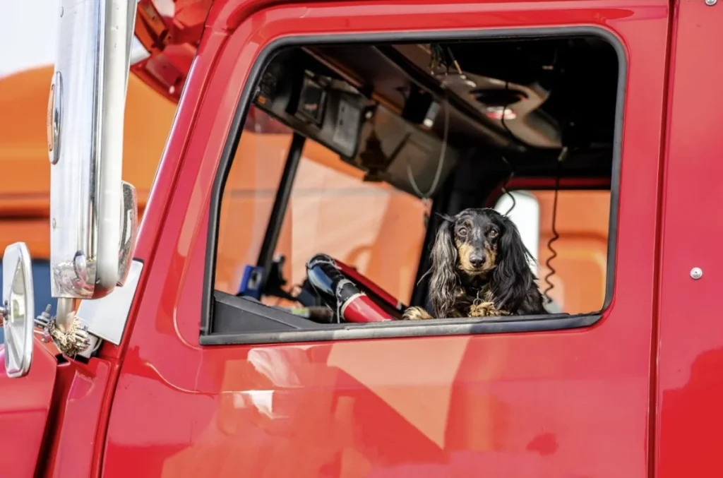 pet seat covers for trucks