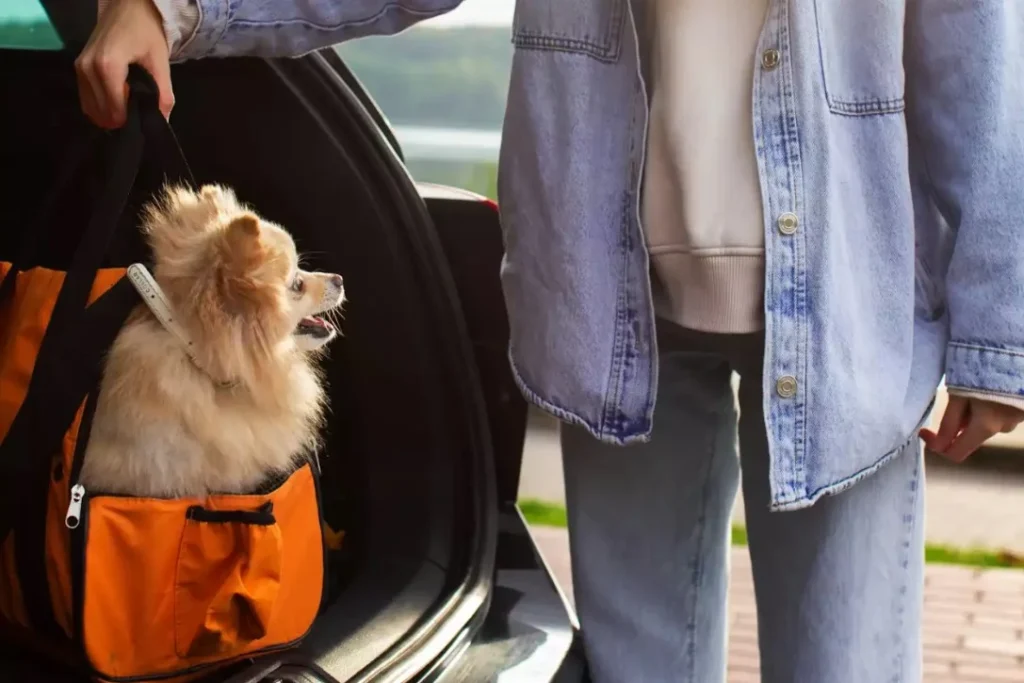 how to link seat belt through dog carrier