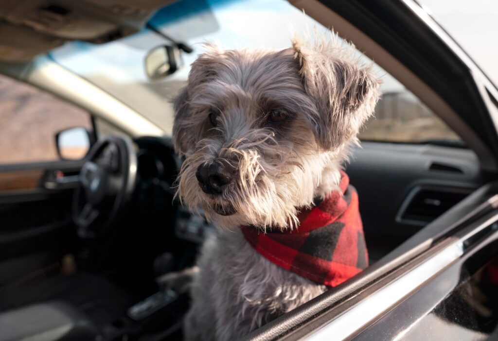 dog carrier for car back seat