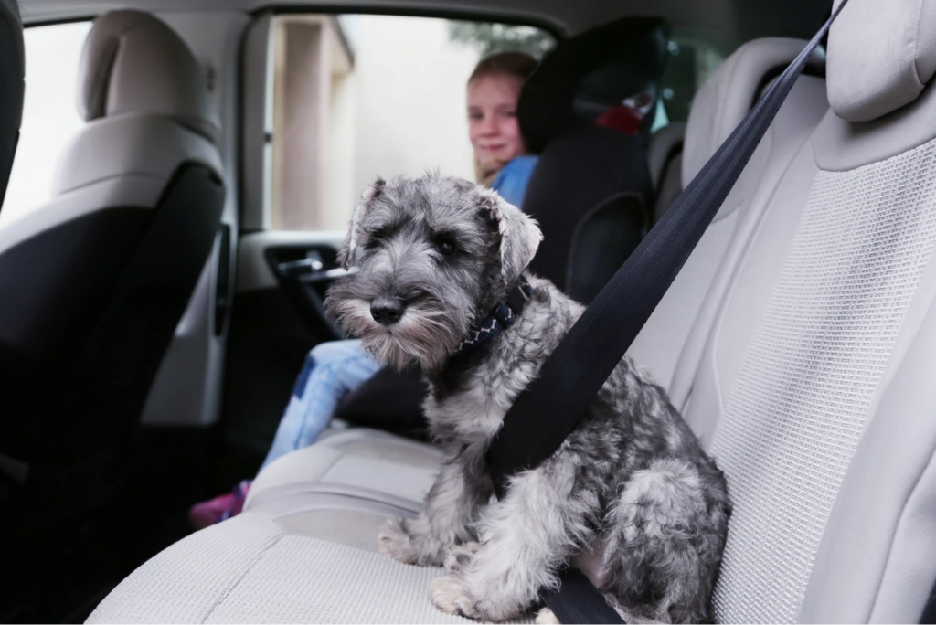 dog carrier with seat belt attachment