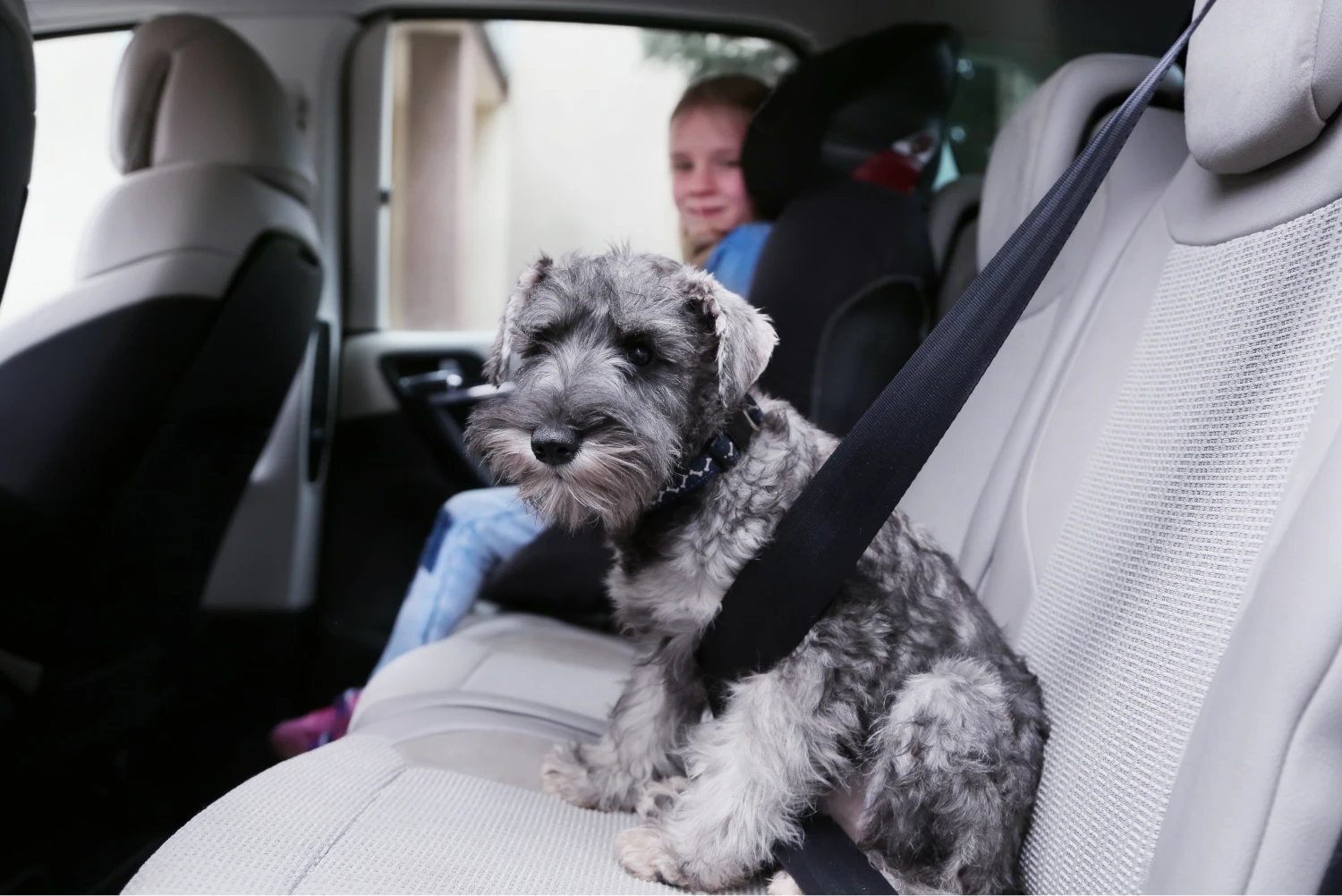 pet carpool seat